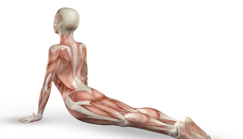 Anatomia mięśniowa w pozycji kobry. Widoczny mięsień pośladkowy średni, pracujący przy stabilizacji bioder.